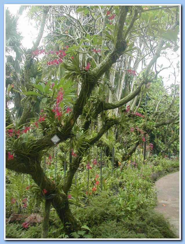 Tree in National Orchid Gardens